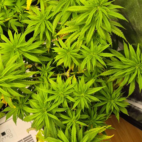 Royal Gorilla 2 growlog timeline photo