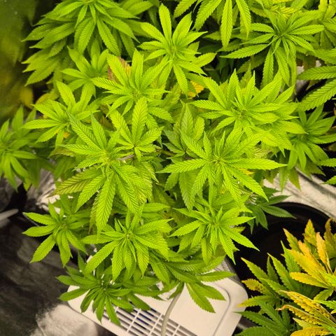 Wedding Gelato 2 growlog timeline photo