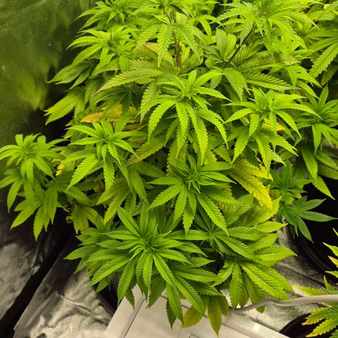 Wedding Gelato 2 growlog timeline photo