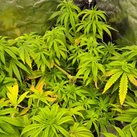 Royal Gorilla 1 growlog timeline photo