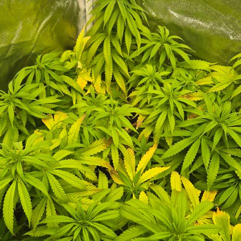 Wedding Gelato 1 growlog timeline photo