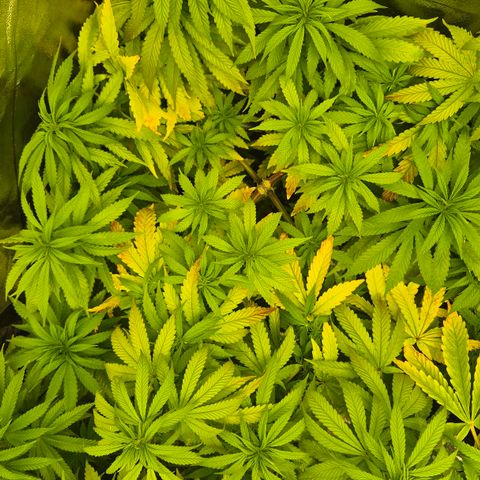Wedding Gelato 1 growlog timeline photo