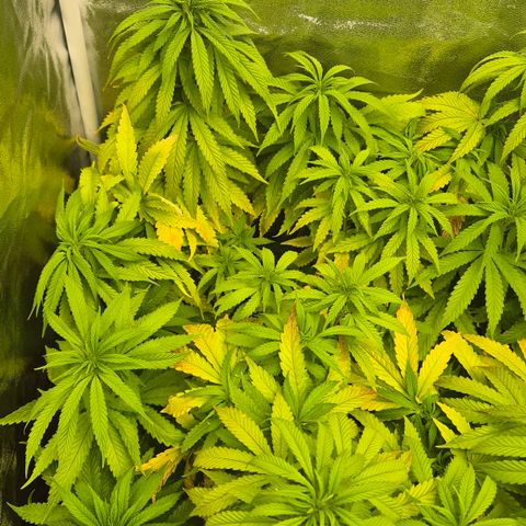 Wedding Gelato 1 growlog timeline photo