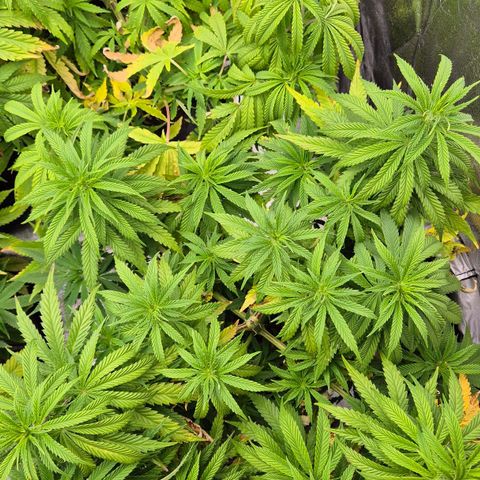 Royal Gorilla 2 growlog timeline photo