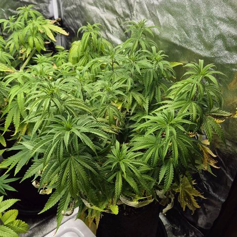 Royal Gorilla 2 growlog timeline photo