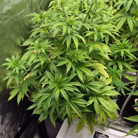 Wedding Gelato 2 growlog timeline photo