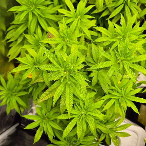 Wedding Gelato 2 growlog timeline photo