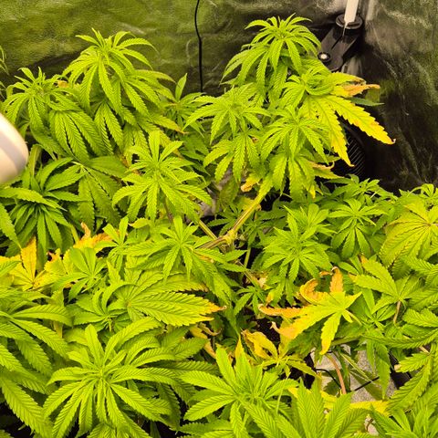 Royal Gorilla 1 growlog timeline photo