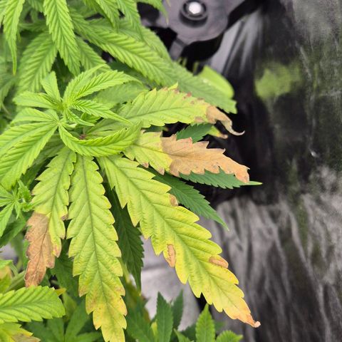 Royal Gorilla 1 growlog timeline photo