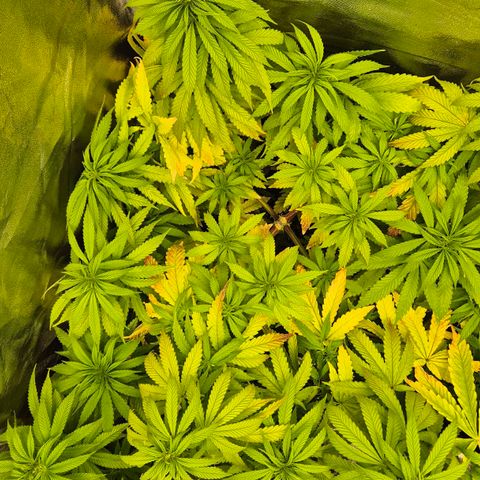 Wedding Gelato 1 growlog timeline photo