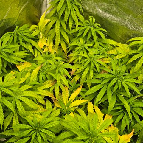 Wedding Gelato 1 growlog timeline photo
