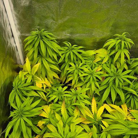 Wedding Gelato 1 growlog timeline photo
