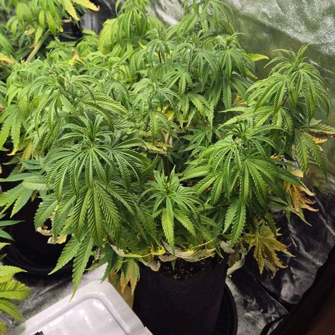 Royal Gorilla 2 growlog timeline photo