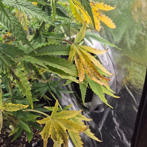 Royal Gorilla 2 growlog timeline photo