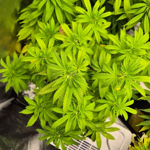 Wedding Gelato 2 growlog timeline photo