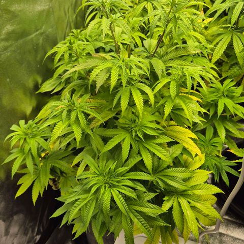 Wedding Gelato 2 growlog timeline photo