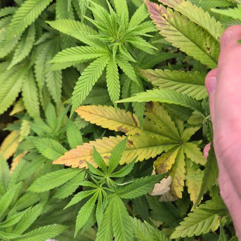Wedding Gelato 2 growlog timeline photo