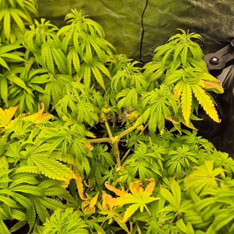 Royal Gorilla 1 growlog timeline photo