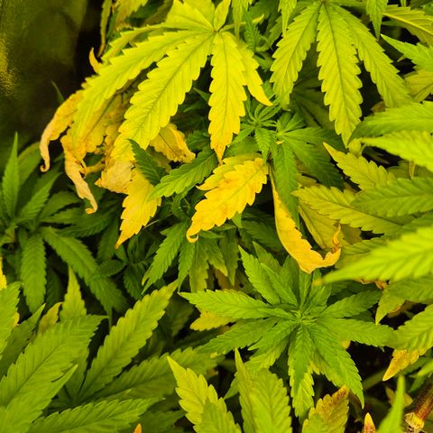 Wedding Gelato 1 growlog timeline photo