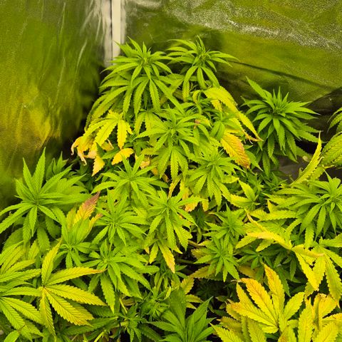 Wedding Gelato 1 growlog timeline photo