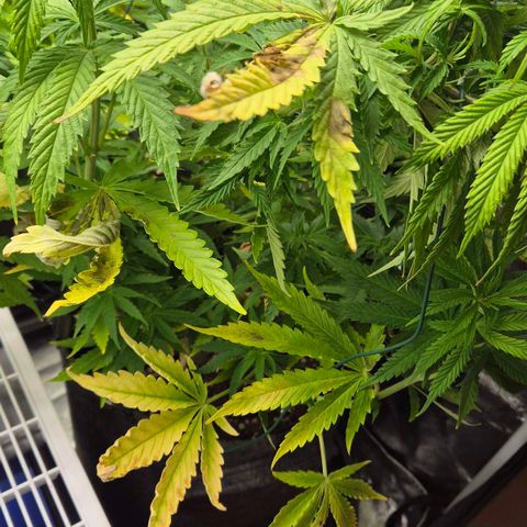 Royal Gorilla 2 growlog timeline photo