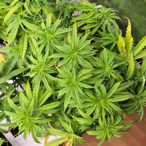 Royal Gorilla 2 growlog timeline photo