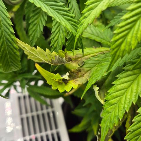 Royal Gorilla 2 growlog timeline photo