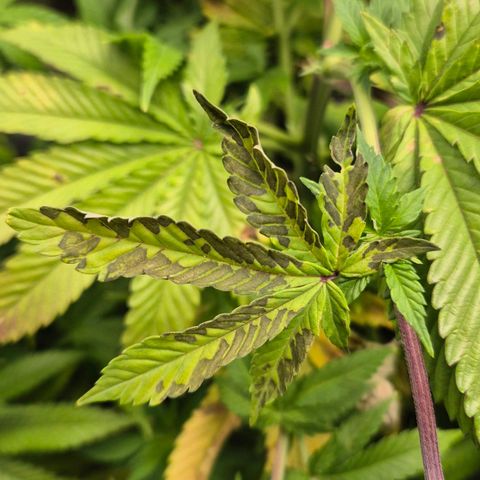 Wedding Gelato 2 growlog timeline photo
