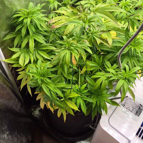 Wedding Gelato 2 growlog timeline photo