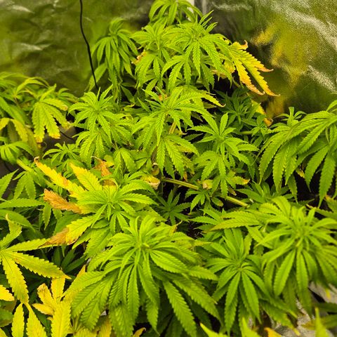 Royal Gorilla 1 growlog timeline photo