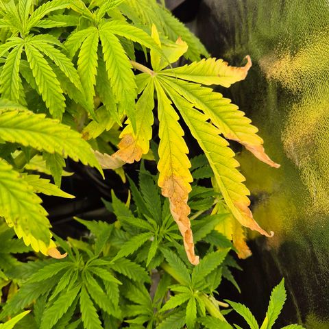 Royal Gorilla 1 growlog timeline photo