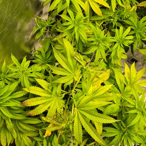 Wedding Gelato 2 growlog timeline photo