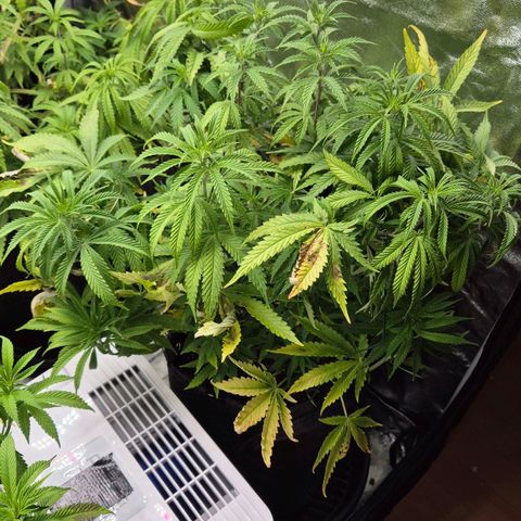 Royal Gorilla 2 growlog timeline photo