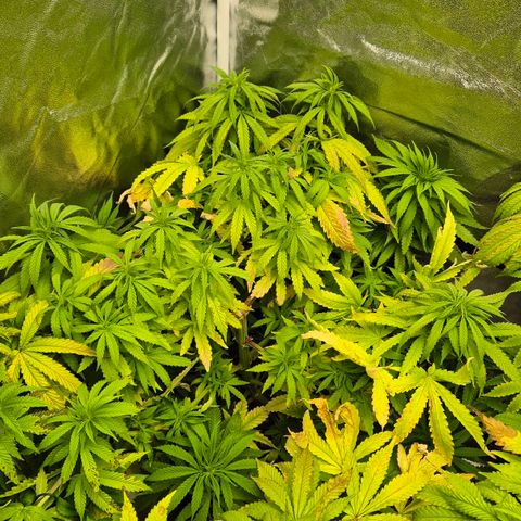 Wedding Gelato 1 growlog timeline photo