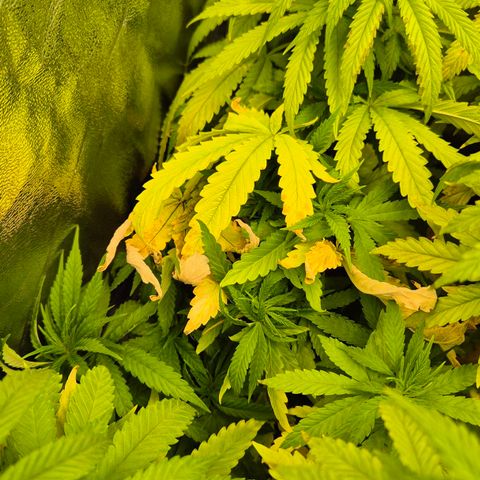 Wedding Gelato 1 growlog timeline photo