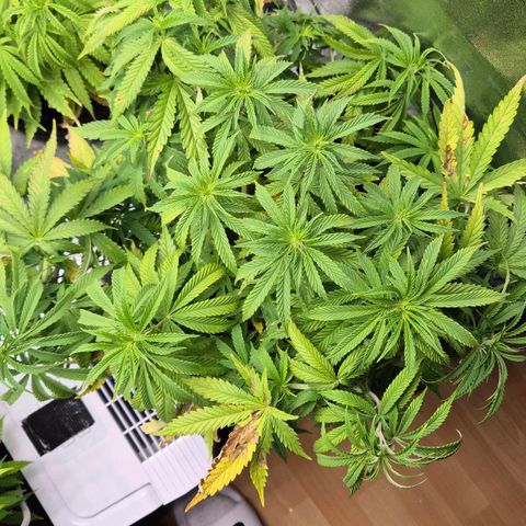 Royal Gorilla 2 growlog timeline photo