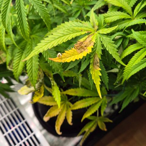 Royal Gorilla 2 growlog timeline photo