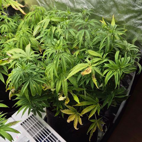 Royal Gorilla 2 growlog timeline photo