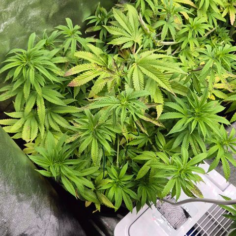 Wedding Gelato 2 growlog timeline photo