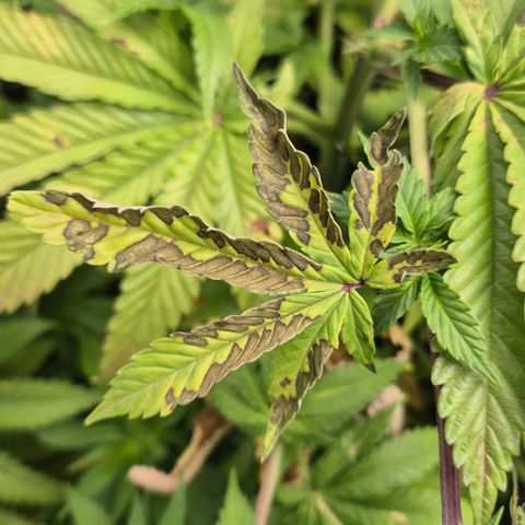 Wedding Gelato 2 growlog timeline photo