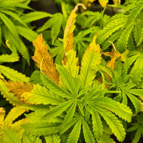 Royal Gorilla 1 growlog timeline photo
