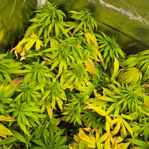 Wedding Gelato 1 growlog timeline photo