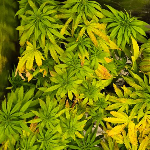Wedding Gelato 1 growlog timeline photo