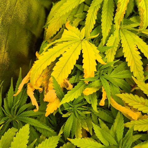 Wedding Gelato 1 growlog timeline photo