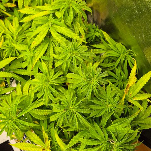 Royal Gorilla 2 growlog timeline photo