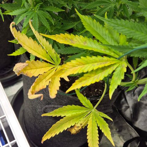 Royal Gorilla 2 growlog timeline photo