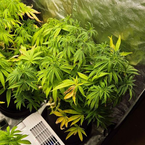 Royal Gorilla 2 growlog timeline photo
