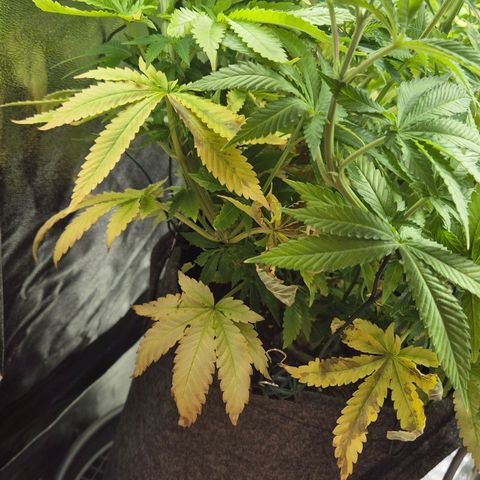 Wedding Gelato 2 growlog timeline photo