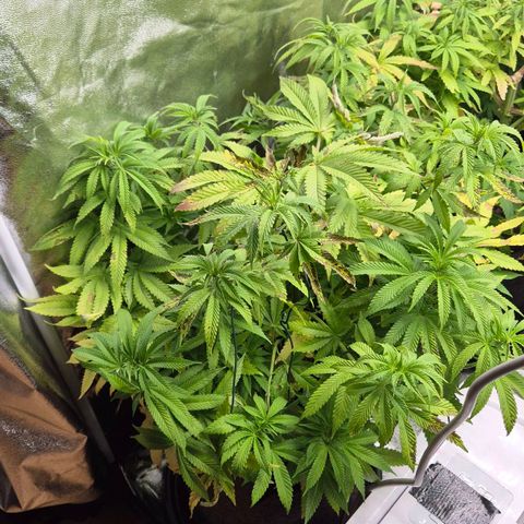Wedding Gelato 2 growlog timeline photo