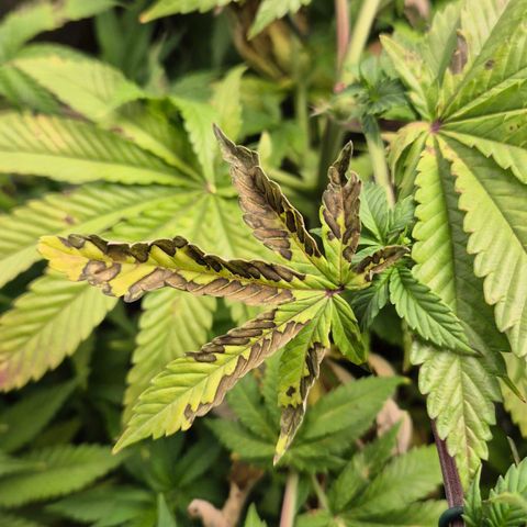 Wedding Gelato 2 growlog timeline photo